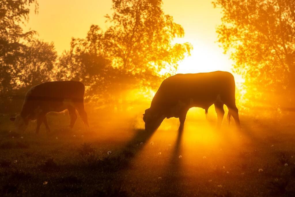 Kongsholmlund. Enjoy The Countryside. Daire Vejby Dış mekan fotoğraf